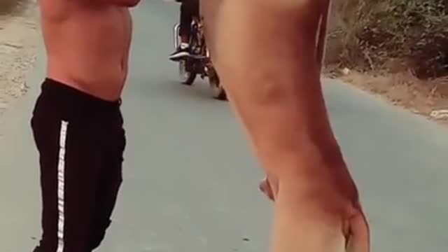 Dog