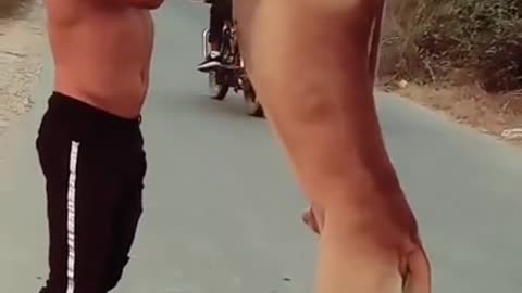 Dog
