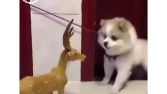 Dog With Fear