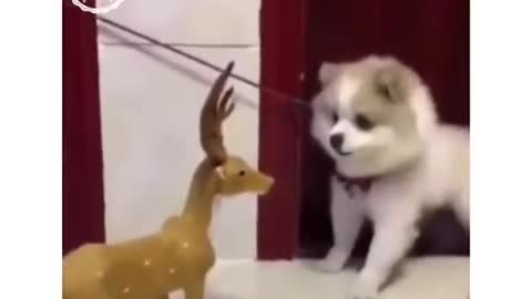 Dog With Fear