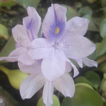 Water Queen Eichhornia