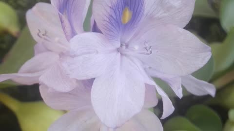 Water Queen Eichhornia