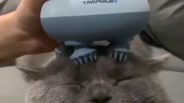 Cat enjoying massage