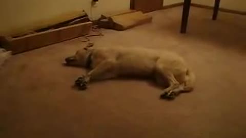 dog dreaming running hits the wall