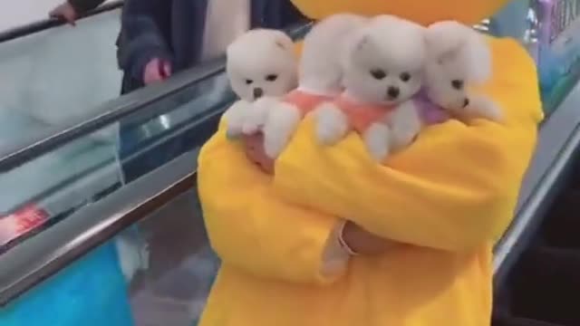 Try not to Laugh | Cute puppies strolling the shopping mall