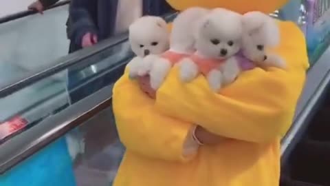 Try not to Laugh | Cute puppies strolling the shopping mall