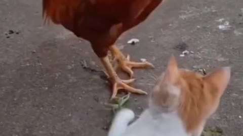 Cat and cock fight 😀👌😍