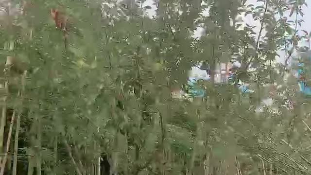 Many different kinds of trees