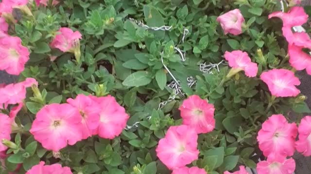 Flowers are beautiful