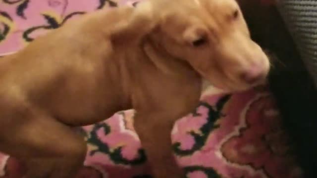 A puppy who wants to play