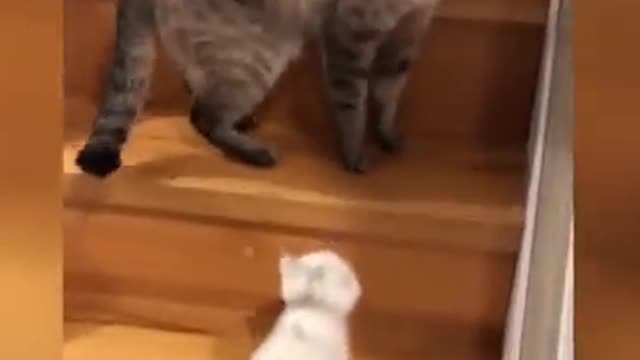 Funny Cat Videos - Funny and Adorable Cat Videos