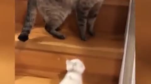 Funny Cat Videos - Funny and Adorable Cat Videos