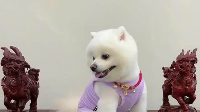 Very nice dog video