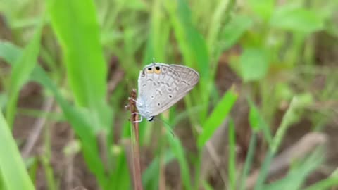 Beautiful butterfly 🦋 video