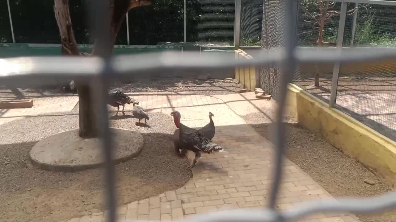 Lots of poultry and small animals