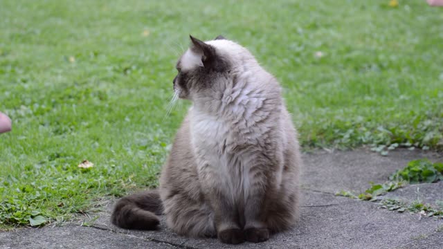 Beautiful Cat British Shorthair Chocolatepoint