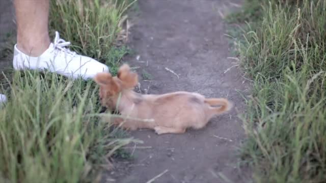 Small puppy of chihuahua for the first time on a walk and playing in nature on the field