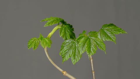 Growing Maple Leaf 🍀🍂