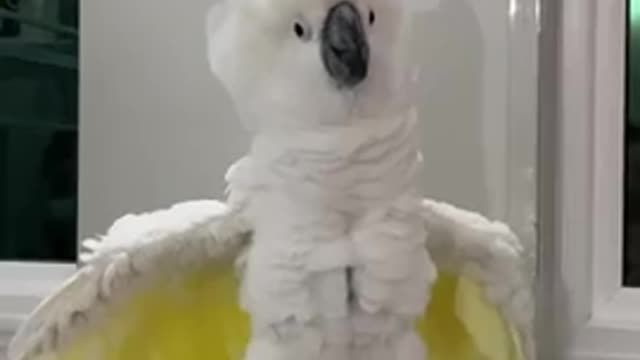 Crazy umbrella cockatoo Zeus- Will do anything for a laugh!!