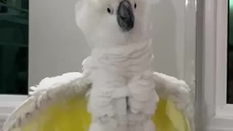Crazy umbrella cockatoo Zeus- Will do anything for a laugh!!