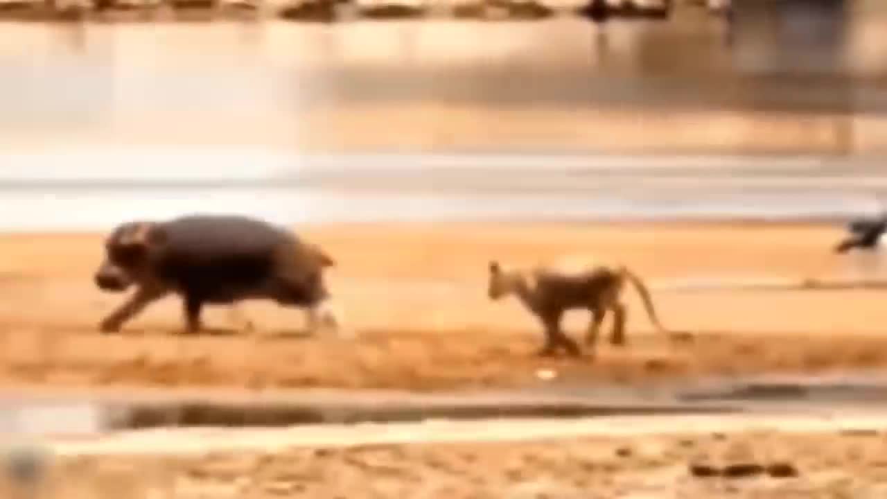 Lion's Failed Hunt Is Prevented By Hippo - Great Battle Of Lion Attack Hippo-9