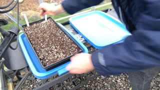 Planting Baby Greens