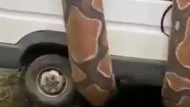 Anaconda wants to swallow the car