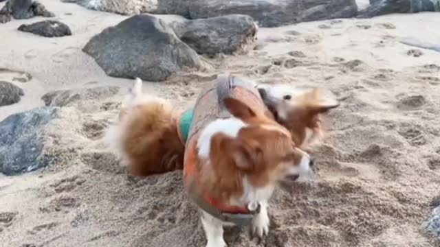 Puppy Play On The Sand, Enjoy Fun With Friends