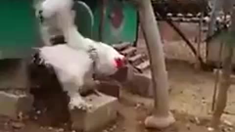 This is a fucking chicken