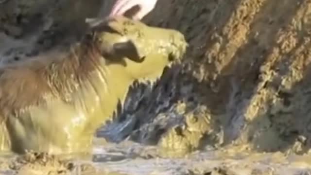 Forest army saves the buffalo from dying. Watch how they saved him!!