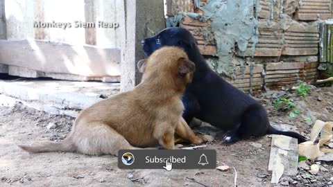 Puppy lost house and mother crying out loud.