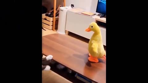 Cute Cats doing funny stuff 😂
