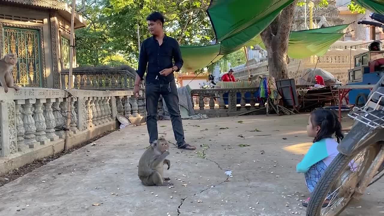 Fake Tiger Prank Monkey So Funny