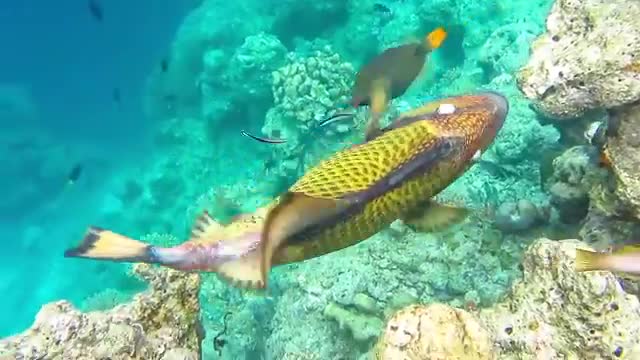 Beautiful fish underwater