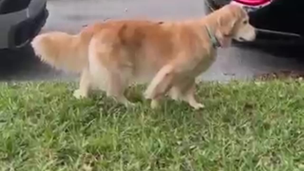 Funny cat and dogs episode 351 #funny #shorts #cat #dog #pets