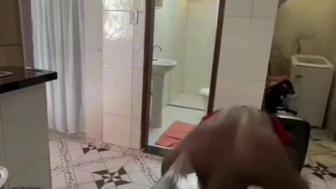 Human man funny videos