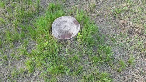 Lawn on the Stump