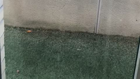 Black dog running quickly across window