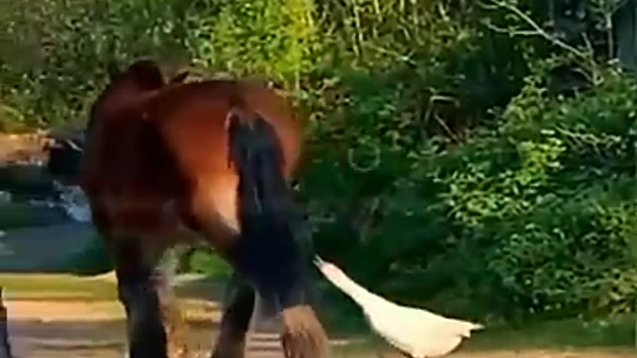 Funny animal video 😂