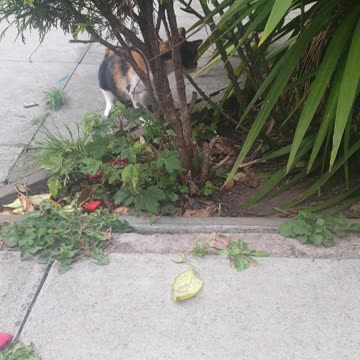 Nice Breezy day with the Cats