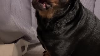 Sweet Rottweiler Tobi