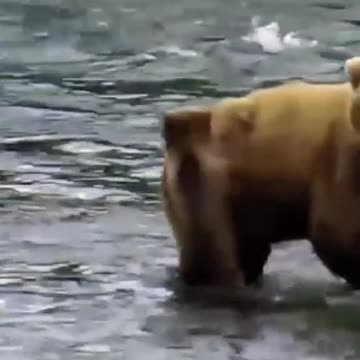 The Baby Brown Bear that will never leave its mother’s side