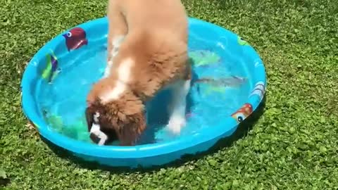 Saint Bernard puppy's first time playing in pool