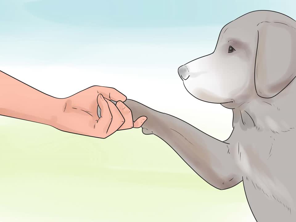 Teach your dog to shake with these simple tricks