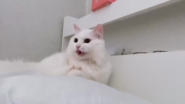 a cute cat that responds to the sound