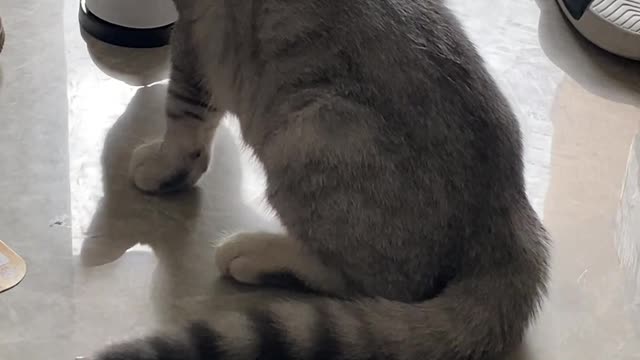 The cat doesn't seem to like the bell I bought...