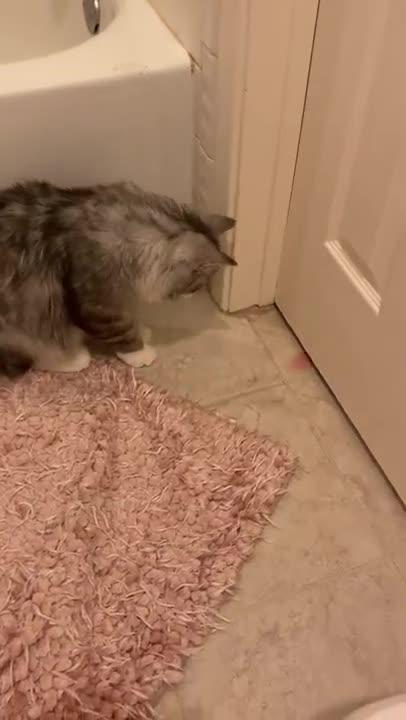 Another funny cute cat!!