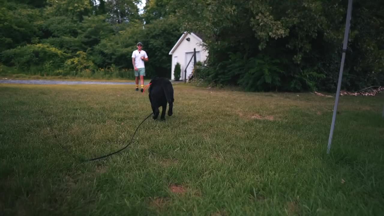 HOW SAFELY TRAIN DOGS COMPLETELY OFF LEASH!