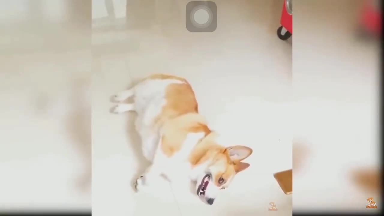 cute dog, everyone