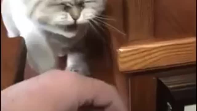 Angry Cat - Funny video